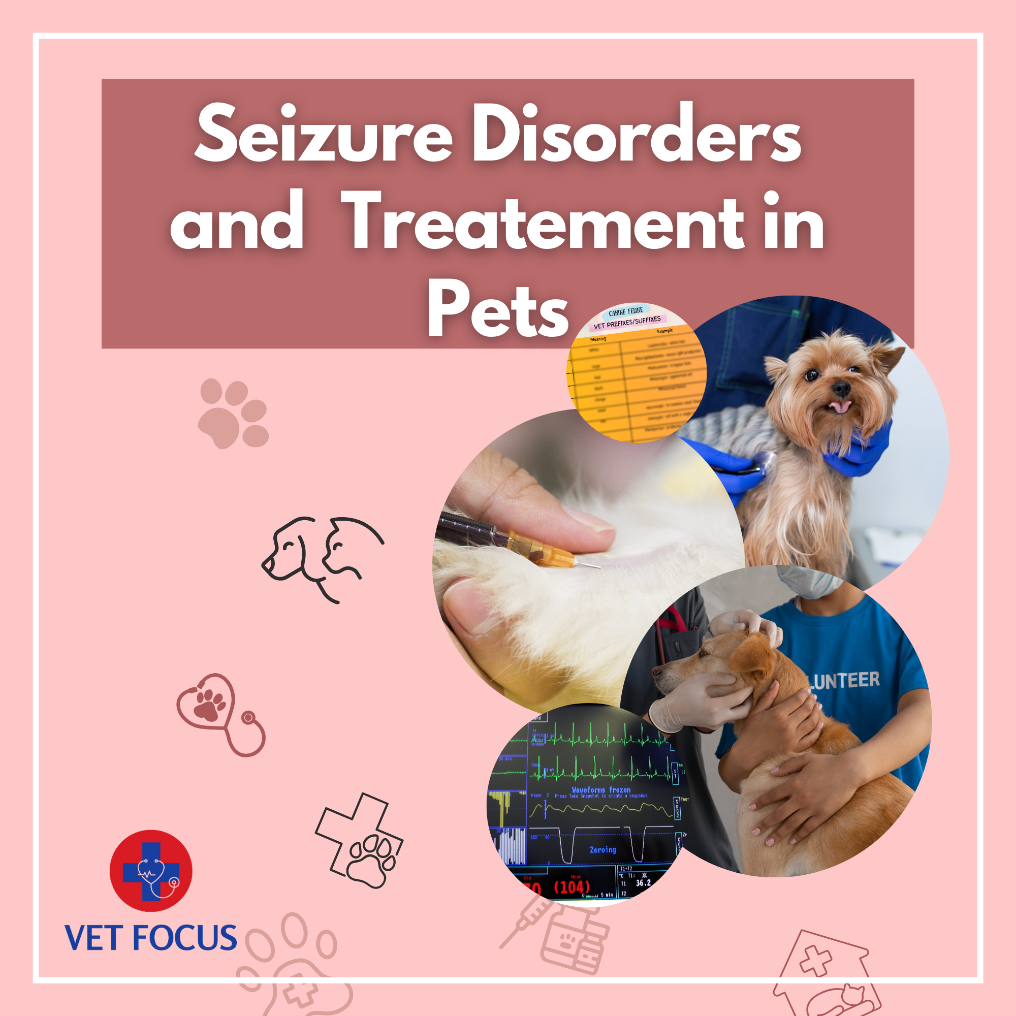 Seizure Disorders and Treatments in Pets Vet Focus