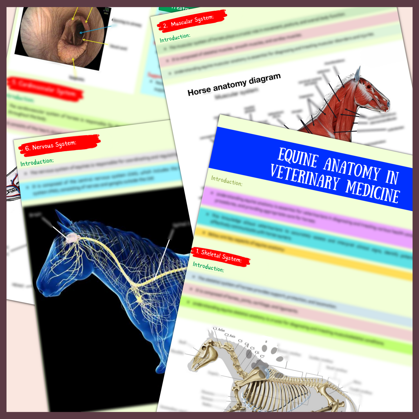 VET Equine | 36 Pages| 9 topics