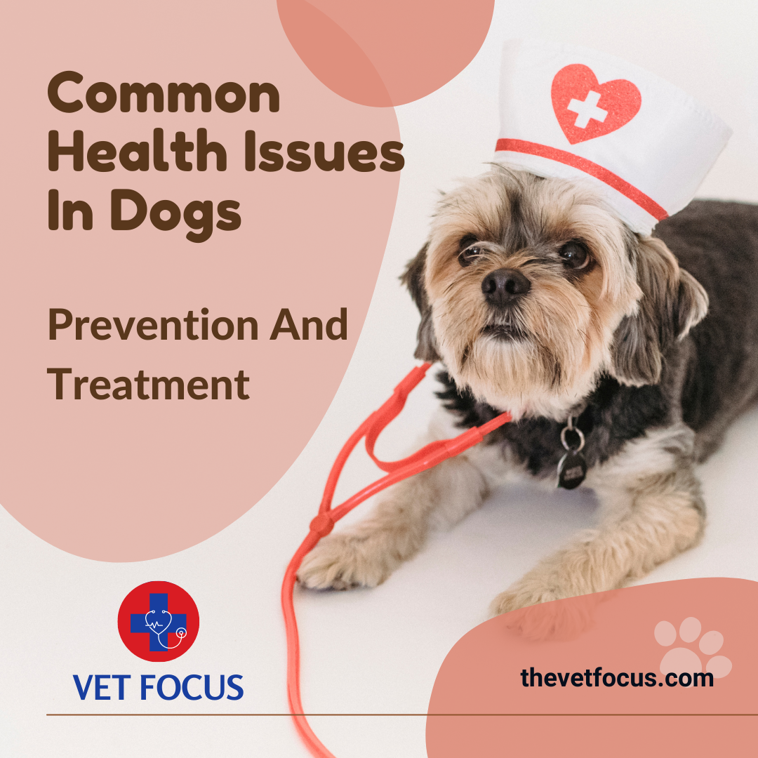 Common Health Issues In Dogs: Prevention And Treatment – Vet Focus