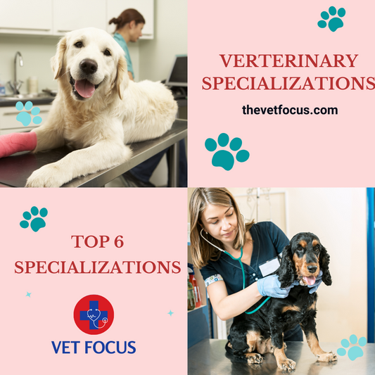 Exploring Different Veterinary Specialties: What You Need to Know