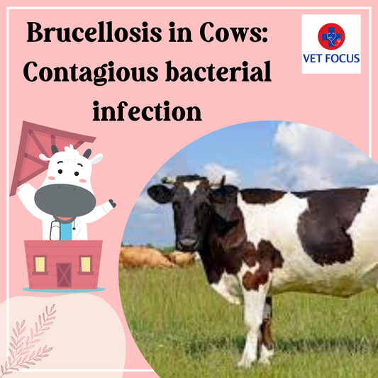 Brucellosis in Cows: Contagious bacterial infection
