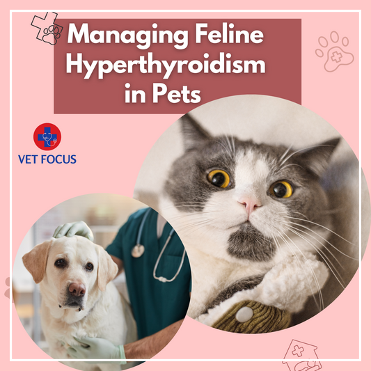 Managing Feline Hyperthyroidism in pets