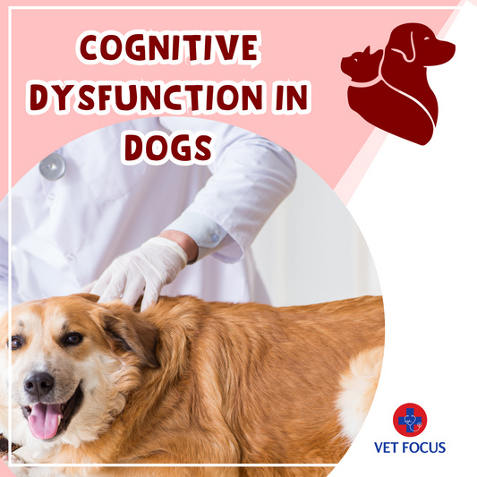 Unraveling Cognitive Dysfunction in Dogs: A Deeper Look into Canine Mental Health